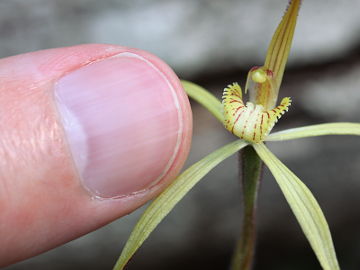 Caladenia xantha