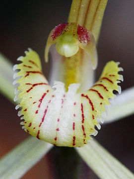 Caladenia xantha