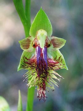 Calochilus campestris