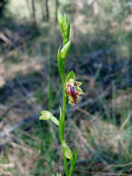 Calochilus campestris