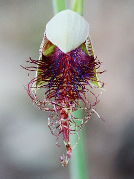 Calochilus gracillimus