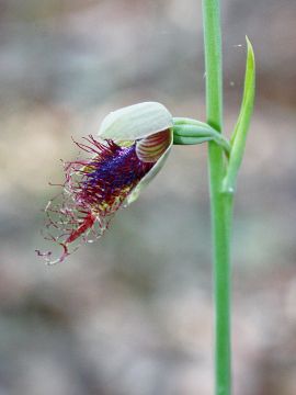 Calochilus gracillimus