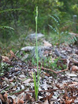 Calochilus gracillimus