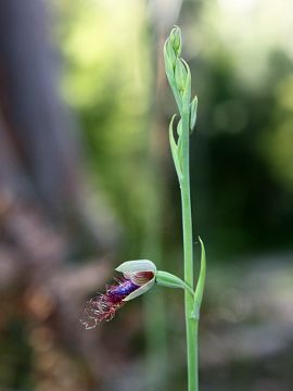 Calochilus gracillimus