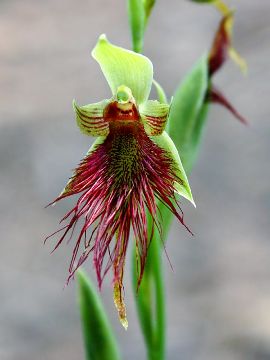 Calochilus paludosus