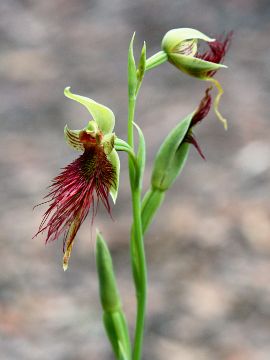 Calochilus paludosus