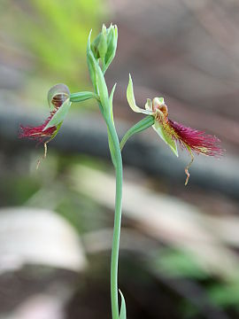 Calochilus paludosus