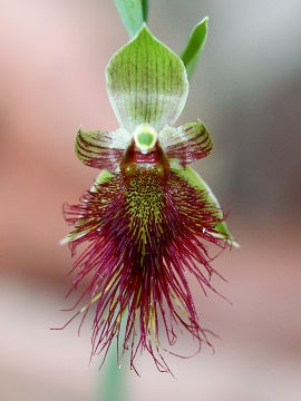 Calochilus paludosus