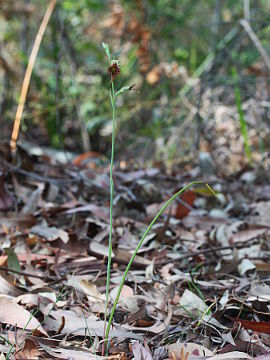 Calochilus paludosus