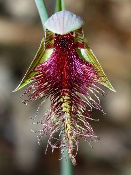 Calochilus robertsonii