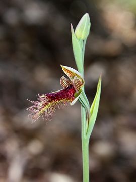 Calochilus robertsonii