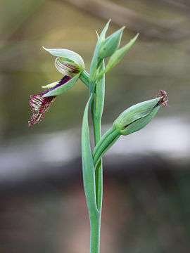 Calochilus robertsonii