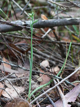 Calochilus robertsonii