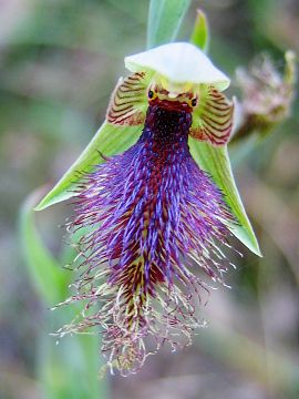 Calochilus sp.