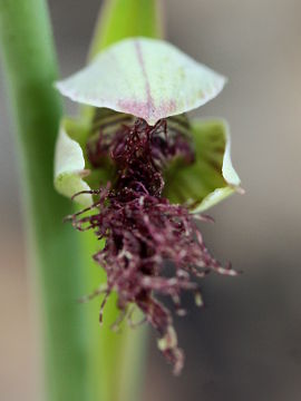 Calochilus stramenicola