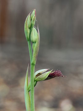 Calochilus stramenicola Calochilus stramenicola