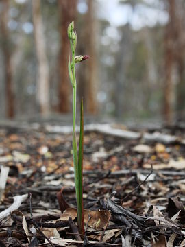Calochilus stramenicola Calochilus stramenicola