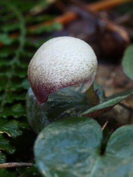 Corybas barbarae