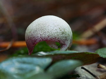 Corybas barbarae