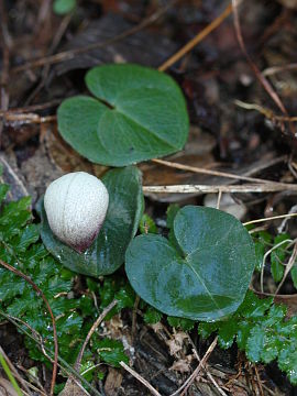 Corybas barbarae