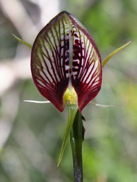 Cryptostylis erecta