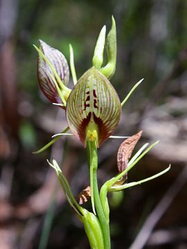 Cryptostylis erecta