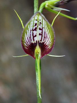 Cryptostylis erecta