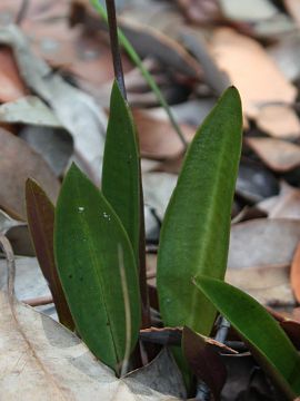 Cryptostylis erecta