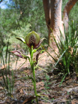 Cryptostylis erecta