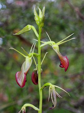 Cryptostylis ovata Cryptostylis ovata