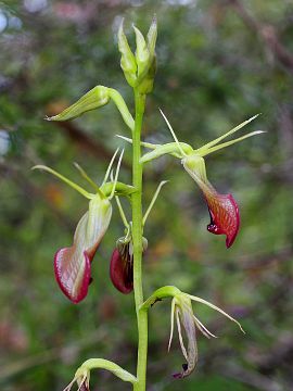 Cryptostylis ovata