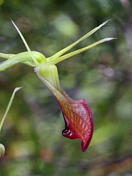 Cryptostylis ovata