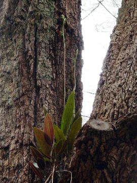 Cryptostylis ovata Cryptostylis ovata