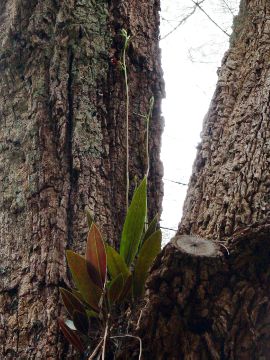 Cryptostylis ovata