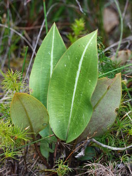 Cryptostylis ovata Cryptostylis ovata