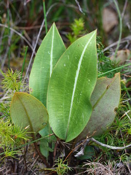 Cryptostylis ovata