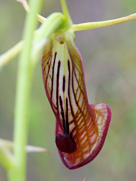 Cryptostylis ovata Cryptostylis ovata