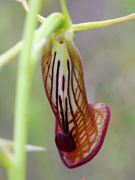 Cryptostylis ovata