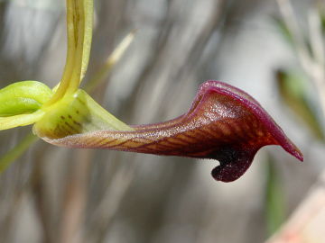 Cryptostylis ovata Cryptostylis ovata
