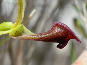 Cryptostylis ovata