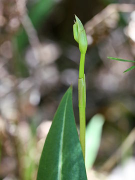 Cryptostylis ovata