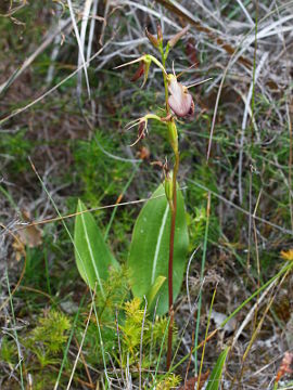 Cryptostylis ovata