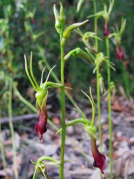 Cryptostylis subulata