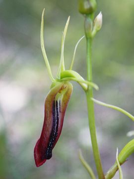 Cryptostylis subulata