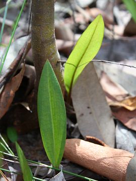 Cryptostylis subulata