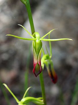 Cryptostylis subulata