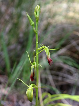 Cryptostylis subulata