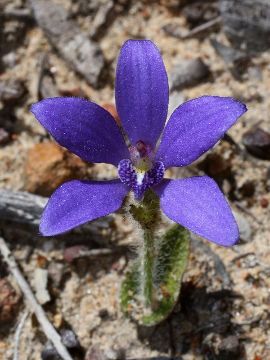 Cyanicula gemmata