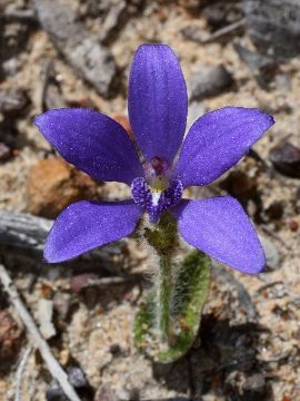 Cyanicula gemmata