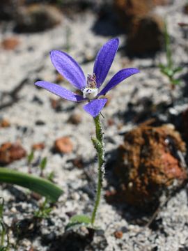 Cyanicula gemmata